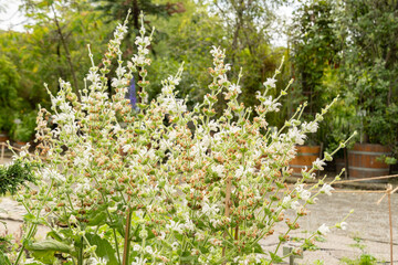 Silver clary or Salvia Argentea plant in Saint Gallen in Switzerland