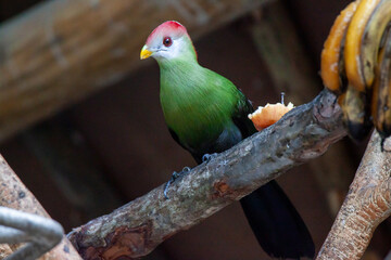 A photo of a The red-crested turaco looking into the camera
