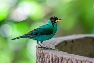 A photo of Male Green Honeycreeper bird against green bokeh background