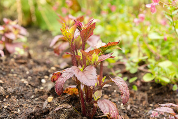 Wishbone flower or Torenia Fournieri plant in Saint Gallen in Switzerland