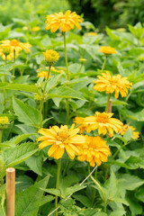 Rough oxeye or Heliopsis Helianthoides var scabra plant in Saint Gallen in Switzerland