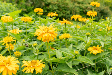 Rough oxeye or Heliopsis Helianthoides var scabra plant in Saint Gallen in Switzerland