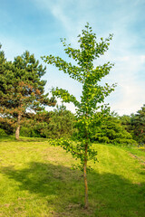 Fototapeta premium Fresh bright green leaves and trunk of Ginkgo biloba. Latin name Ginkgo biloba L. Branches of a ginkgo tree in Nitra in Slovakia.