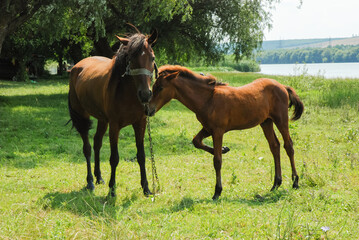 A horse grazing in a green field by the riverside with a lush background and calm water