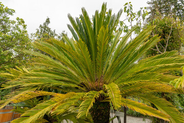 Sago palm or Cycas Revoluta plant in Saint Gallen in Switzerland