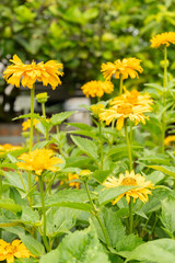 Rough oxeye or Heliopsis Helianthoides var scabra plant in Saint Gallen in Switzerland