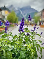 Close up of flowers seen in Banff, Alberta.