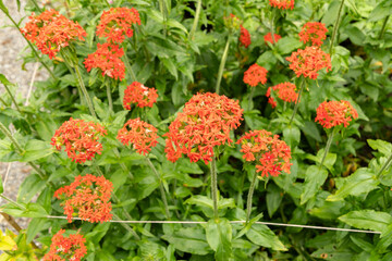Maltese cross or Lychnis Chalcedonica plant in Saint Gallen in Switzerland