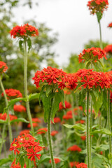 Maltese cross or Lychnis Chalcedonica plant in Saint Gallen in Switzerland