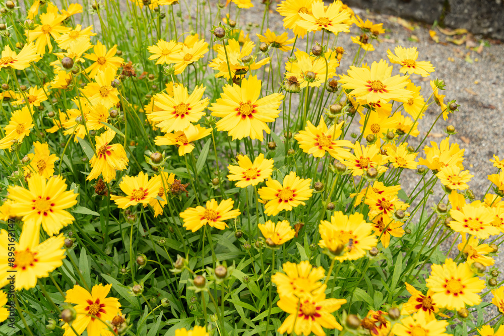 Wall mural Lanceleaf tickseed or Coreopsis Lanceolata plant in Saint Gallen in Switzerland