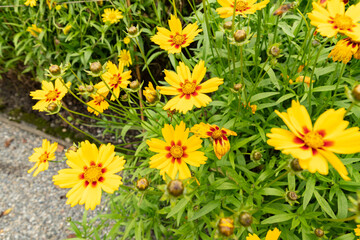 Lanceleaf tickseed or Coreopsis Lanceolata plant in Saint Gallen in Switzerland