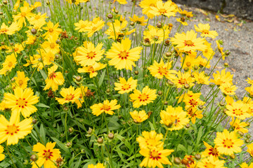 Lanceleaf tickseed or Coreopsis Lanceolata plant in Saint Gallen in Switzerland