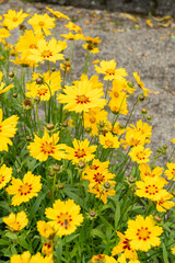 Lanceleaf tickseed or Coreopsis Lanceolata plant in Saint Gallen in Switzerland