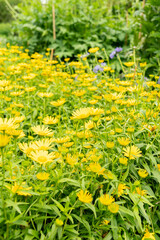 Ox eye or Buphthalmum Salicifolium plant in Saint Gallen in Switzerland