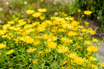 Obraz premium Ox eye or Buphthalmum Salicifolium plant in Saint Gallen in Switzerland