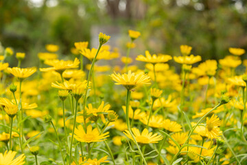 Ox eye or Buphthalmum Salicifolium plant in Saint Gallen in Switzerland