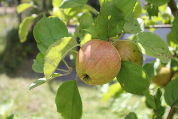 Apfel