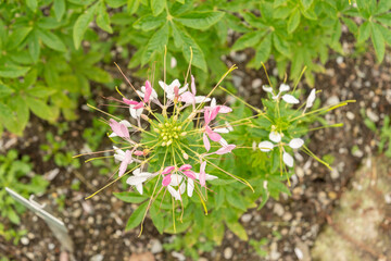 Spiny spiderflower or Cleome Spinosa plant in Saint Gallen in Switzerland
