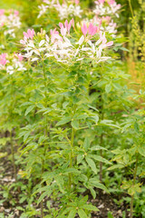 Spiny spiderflower or Cleome Spinosa plant in Saint Gallen in Switzerland