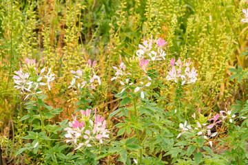 Spiny spiderflower or Cleome Spinosa plant in Saint Gallen in Switzerland