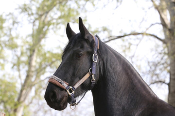 Extreme closeup portrait of a íoung domestic saddle horse  on a rural animal farm
