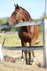 Extreme closeup portrait of a íoung domestic saddle horse  on a rural animal farm