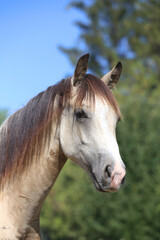 Fototapeta premium Extreme closeup portrait of a íoung domestic saddle horse on a rural animal farm