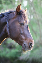 Naklejka premium Extreme closeup portrait of a íoung domestic saddle horse on a rural animal farm