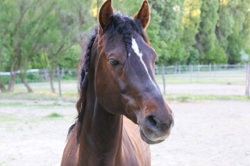 Extreme closeup portrait of a íoung domestic saddle horse  on a rural animal farm