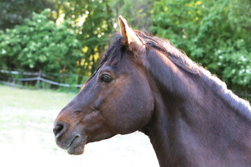Extreme closeup portrait of a íoung domestic saddle horse  on a rural animal farm