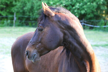 Extreme closeup portrait of a íoung domestic saddle horse  on a rural animal farm
