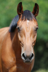 Extreme closeup portrait of a íoung domestic saddle horse  on a rural animal farm