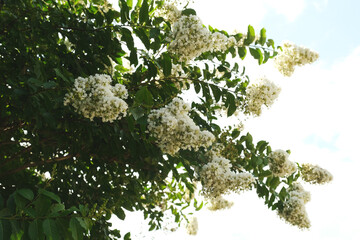 Crape myrtle tree with white bloom clusters on branch during summer in Texas landscaping.