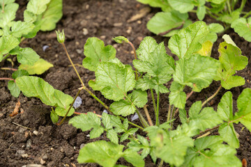 Erodium Gruinum plant in Saint Gallen in Switzerland