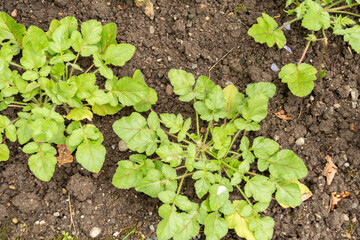 Erodium Gruinum plant in Saint Gallen in Switzerland