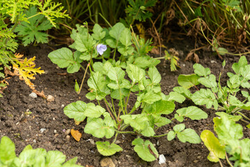 Erodium Gruinum plant in Saint Gallen in Switzerland