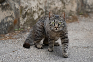 A Portrait of an Alley Cat