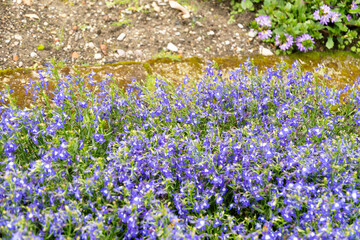 Naklejka premium Edging lobelia or Lobelia Erinus saphir plant in Saint Gallen in Switzerland