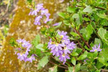 Fairy fanflower or Scaevola Aemula plant in Saint Gallen in Switzerland