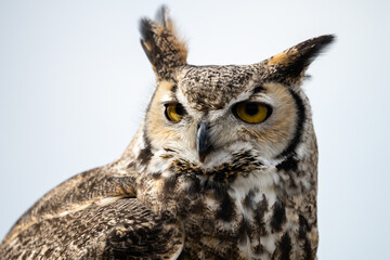portrait of an owl