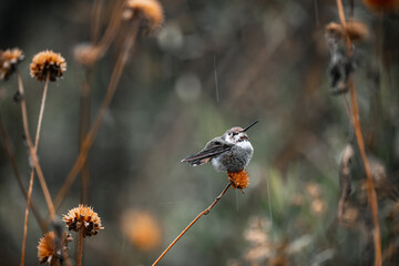 Hummingbird in the Rain