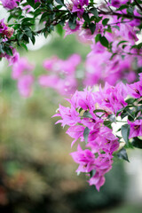 purple bougainvilleas