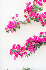 pink bougainvillea flowers on a cream background