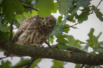 A close-up of a juvenile Little Owl perched on an oak branch, looking directly toward the camera lens against a background of green leaves on a summer evening.