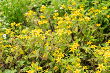 Golden knee or Chrysogonum Virginianum plant in Saint Gallen in Switzerland