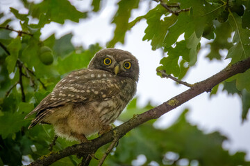 A young little owl sits on the thin branch of an oak tree and looks toward the camera lens on a...