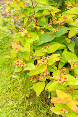Tutsan or Hypericum Androsaemum plant in Saint Gallen in Switzerland