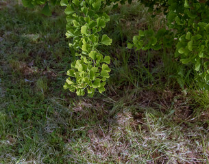 Fototapeta premium Fresh bright green leaves of ginkgo biloba. Latin name Ginkgo biloba L. Branches of a ginkgo tree in Nitra in Slovakia