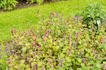 Spotted henbit or Lamium Maculatum plant in Saint Gallen in Switzerland