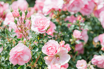 pink roses in garden